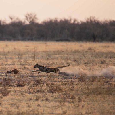 Nxai pan cheetah
