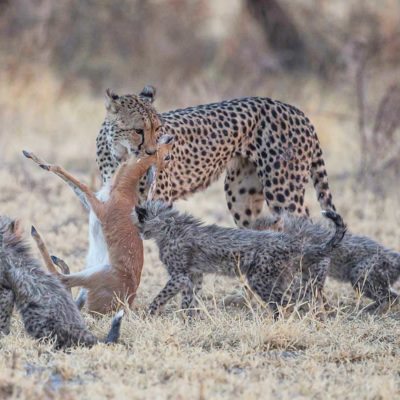 Nxai pan cheetah kill