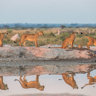 Nxai-lions-reflections-1-of-1