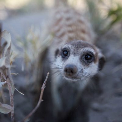 meerkat