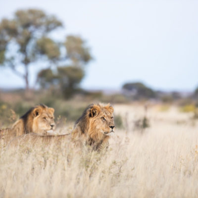 Kalahari Lions