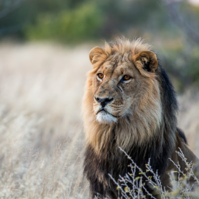 Real Kalahari Lion
