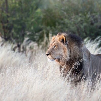 Kalahari Lion at Tau Pan