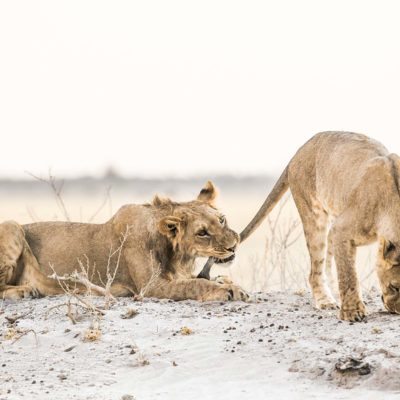kalahari
