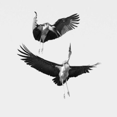 Marabou