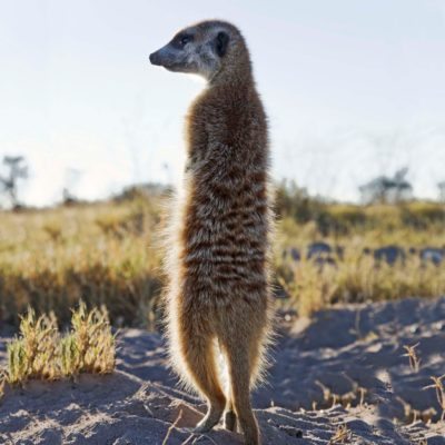 PB - Meerkat