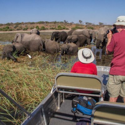 Close with Chobe Elephants