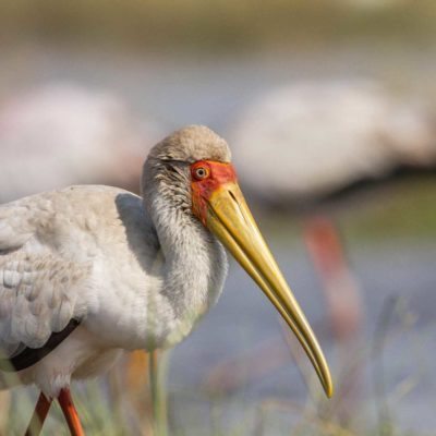 YB stork
