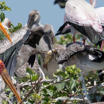 YB stork nest