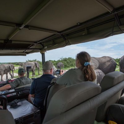 elephant view from car 2