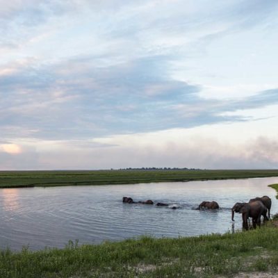 elephants crossing