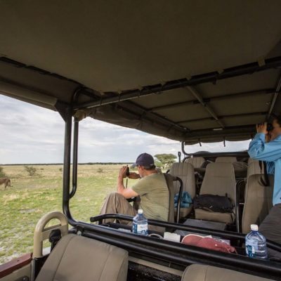 Lion kalahari