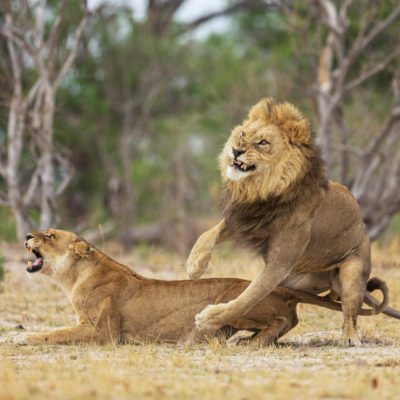 lions mating