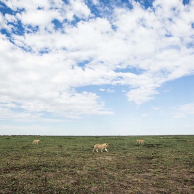 lions on marsh