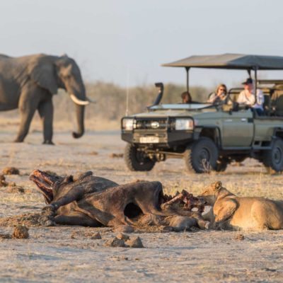 savuti game drive