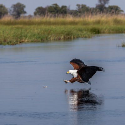 the fish eagle