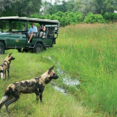 _Copyright_Andrew_Howard_Selinda_Safari_Botswana_4180