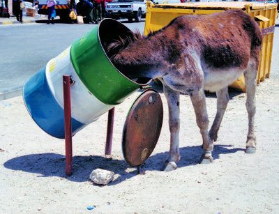 Maun10StreetWithDonkey