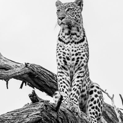 BW leopard 2