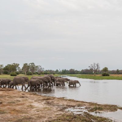 Khwai elepjhants