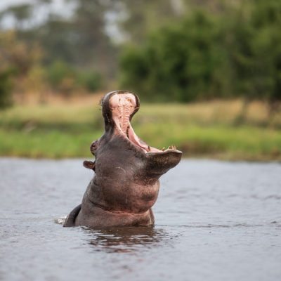 hippo