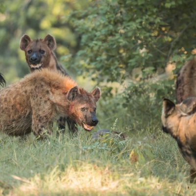 hyena - dog 2