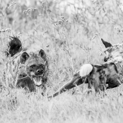 hyena - dog BW