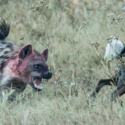 hyena - dog_
