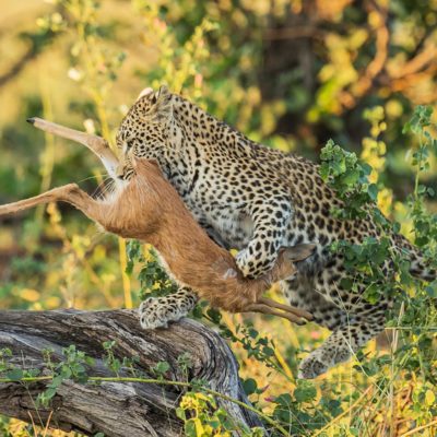 leopard and steenbok