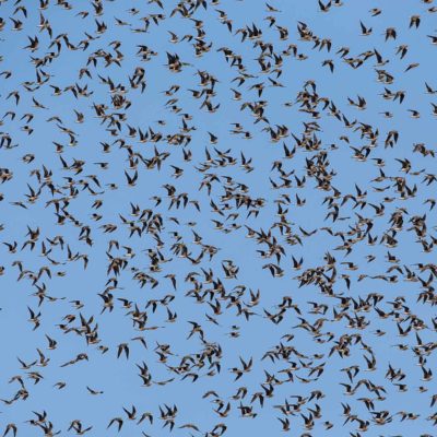 pratincole flock
