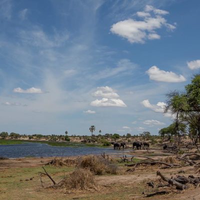 elephants-on-Boteti-1-of-1