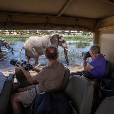 elephants-on-Boteti-for-WLS-site-4-1-of-1