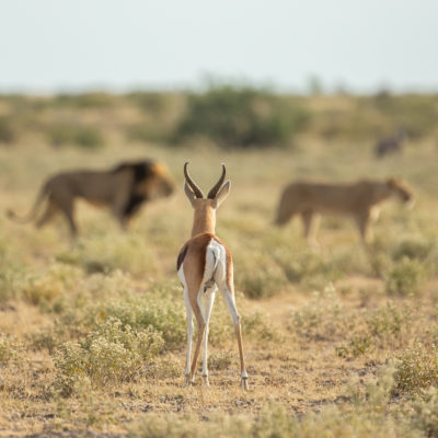 Kalahari hero