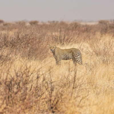 Kalahari3